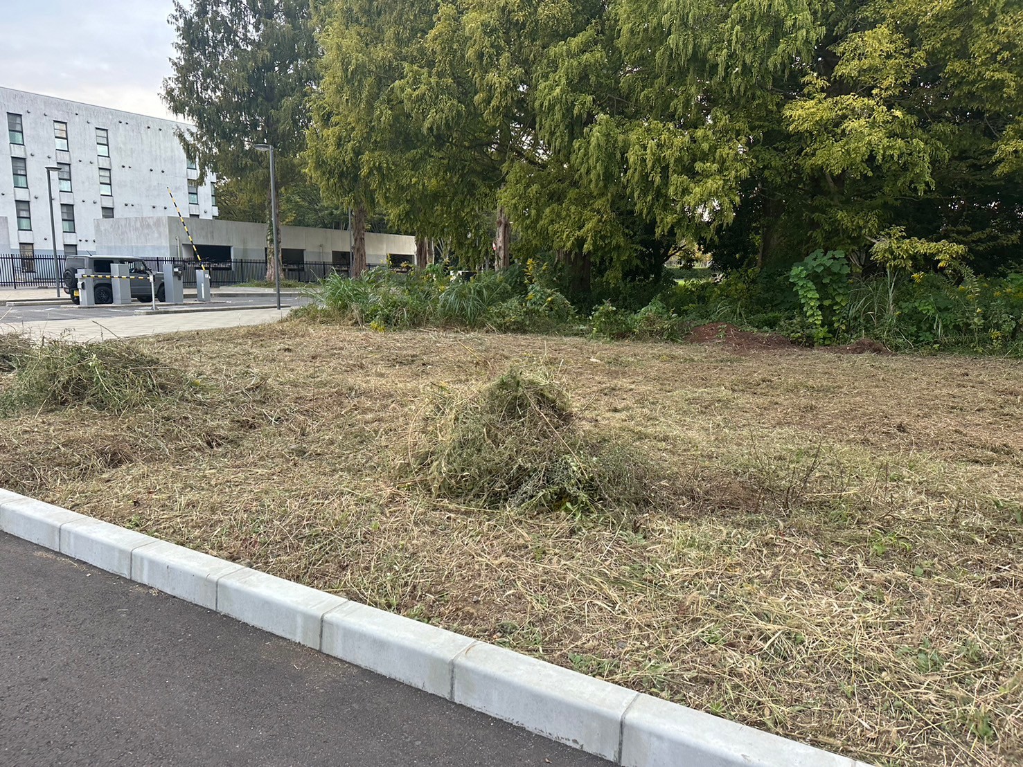 grass_root_cutting