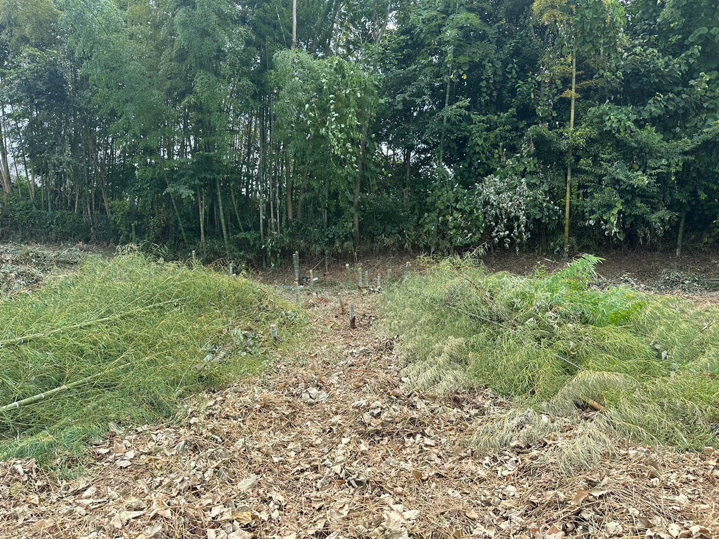 grass_root_cutting