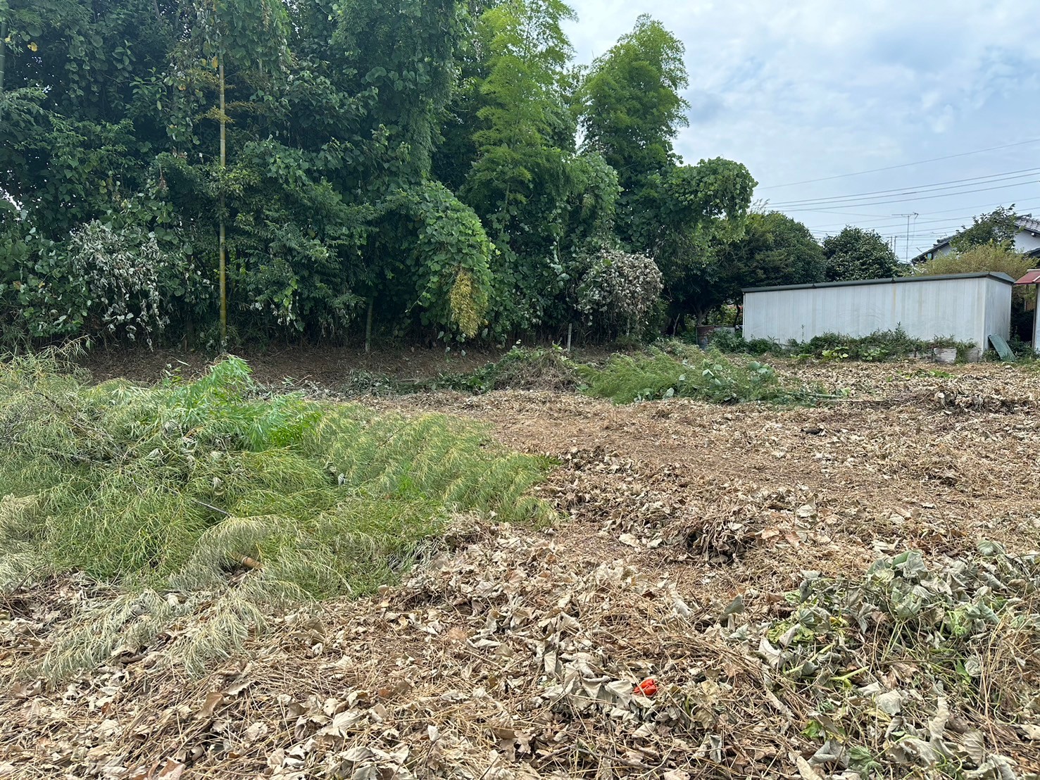 grass_root_cutting